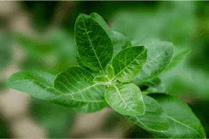 Ashwagandha-leaf
