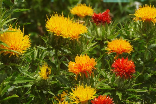 Does Safflower Oil Help Reduce Acne