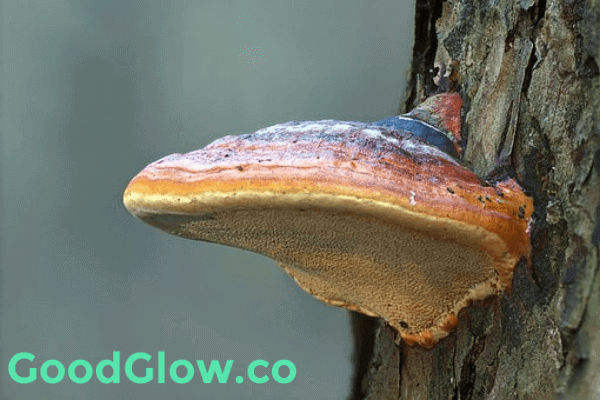 reishi mushroom on tree